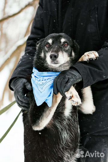 Собака хочет домой