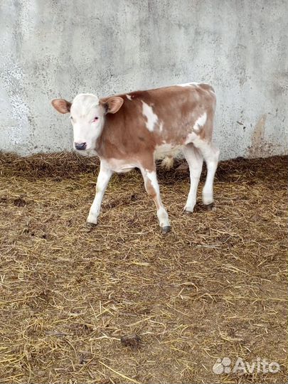 Мясные бычки Сементалы помеси