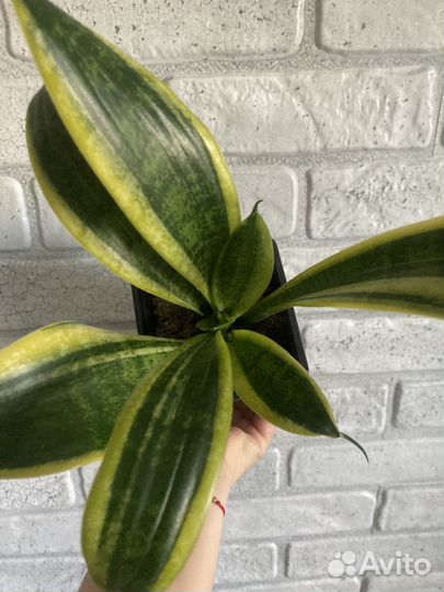 Сансевиерия или щучий хвост