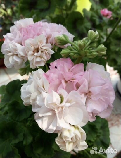 Пеларгония сортовая