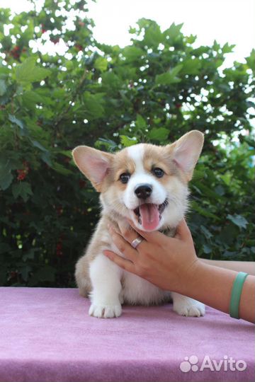 Щенки вельш-корги пемброк