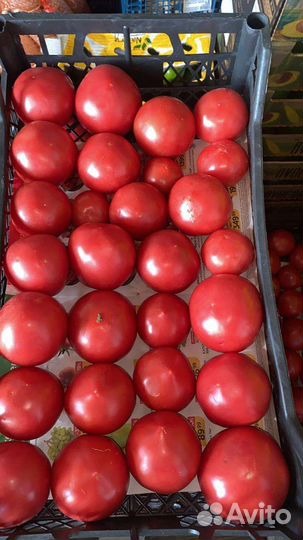 Семена томатов огурцов