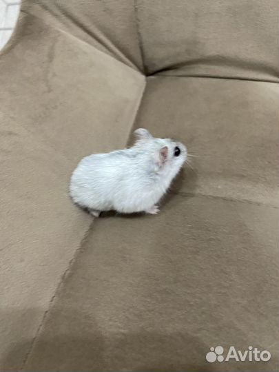 Хомяки джунгарики