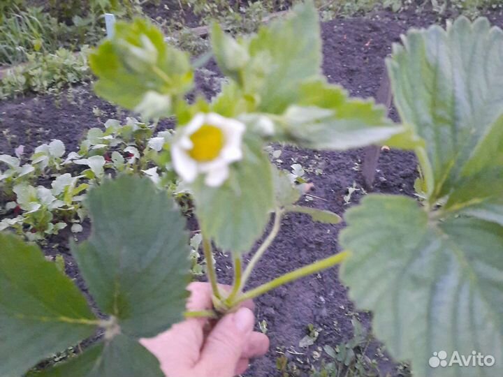 Рассада клубники