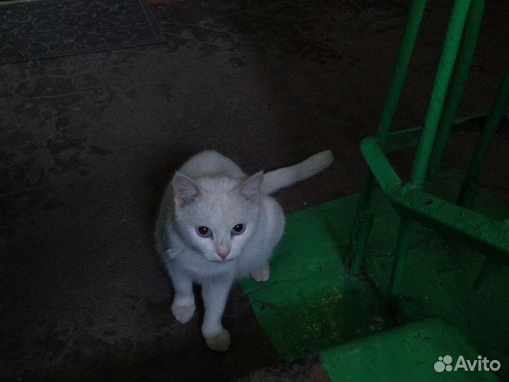 Кошка