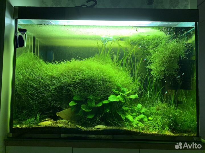 Яванский мох