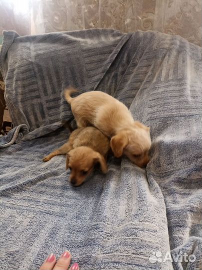 Маленькая собака