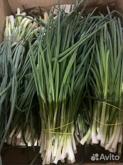Зеленый лук