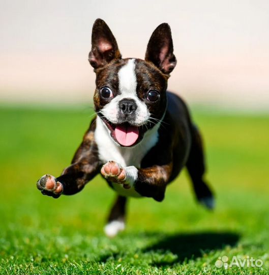 Передержка собак маленьких пород