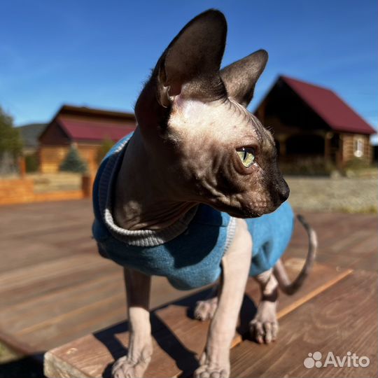 Канадский сфинкс вязка мальчик