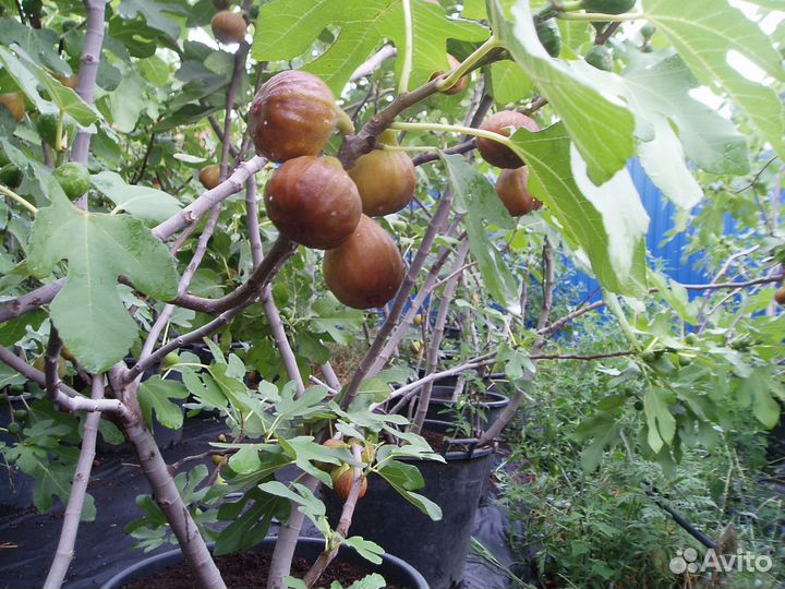 Укорененные черенки инжира