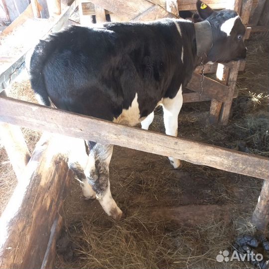 Бычки и быки