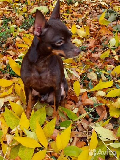 Передержка домашних животных