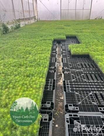 Сосна зкс окс сеянцы Ель Лиственница Голуб Горная