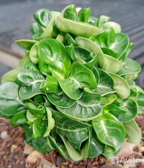 DHA Saranya семена адениума