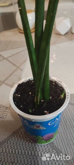 Сансевиерия цилиндрика