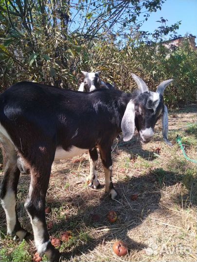 Нубийские козы