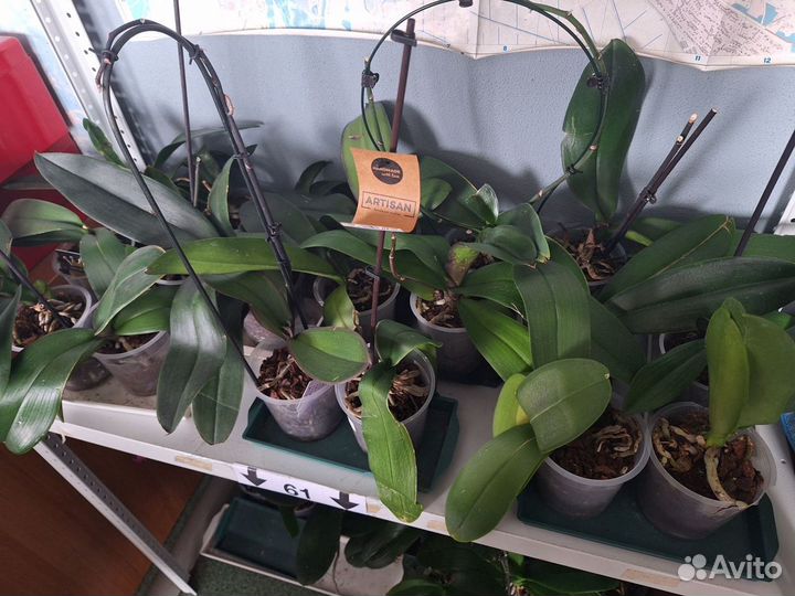 Орхидея фаленопсис без цветов