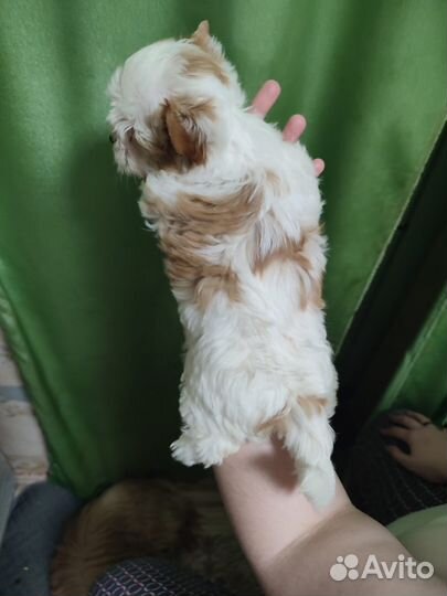 Голддаст йорк