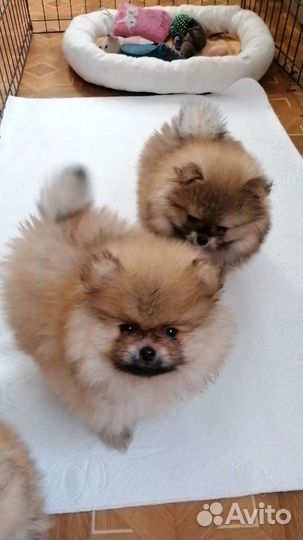 Померанский шпиц