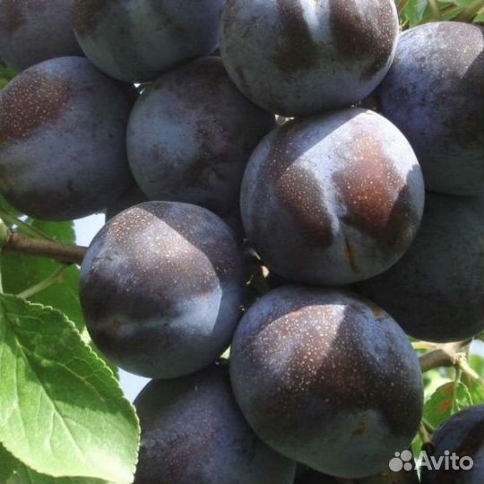 Слива колоновидная