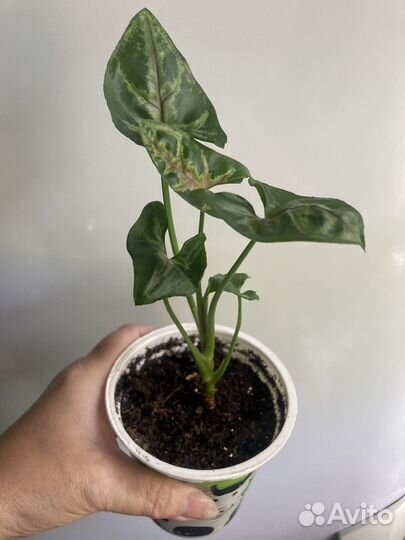 Сингониум Тиффани