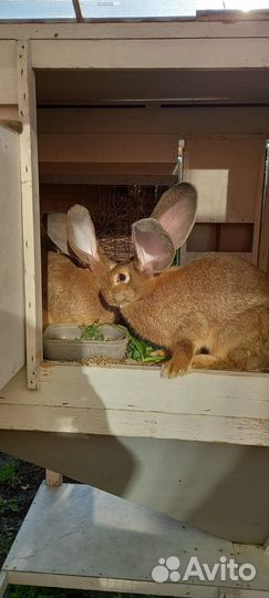 Продам племенных, половозрелых фландров