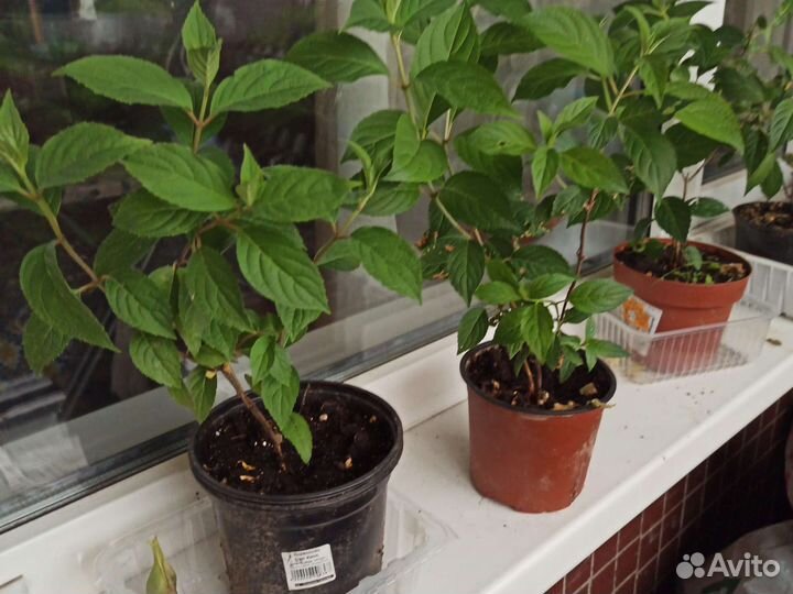 Ванилла фрайз, гортензия