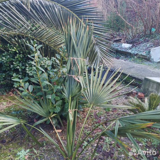 Семена 5 ти красивых пальм и японского дуба, набор