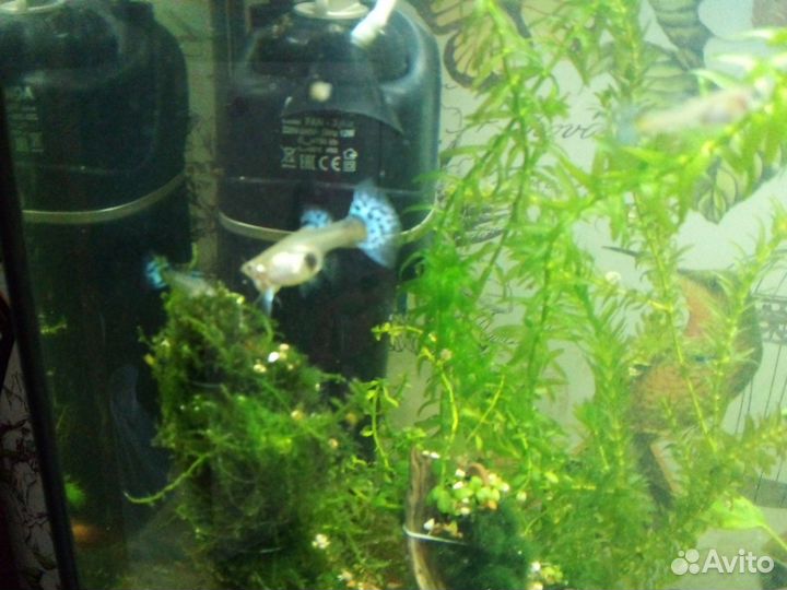 Рыбы гуппи