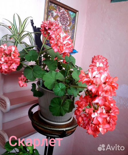 Пеларгония герань