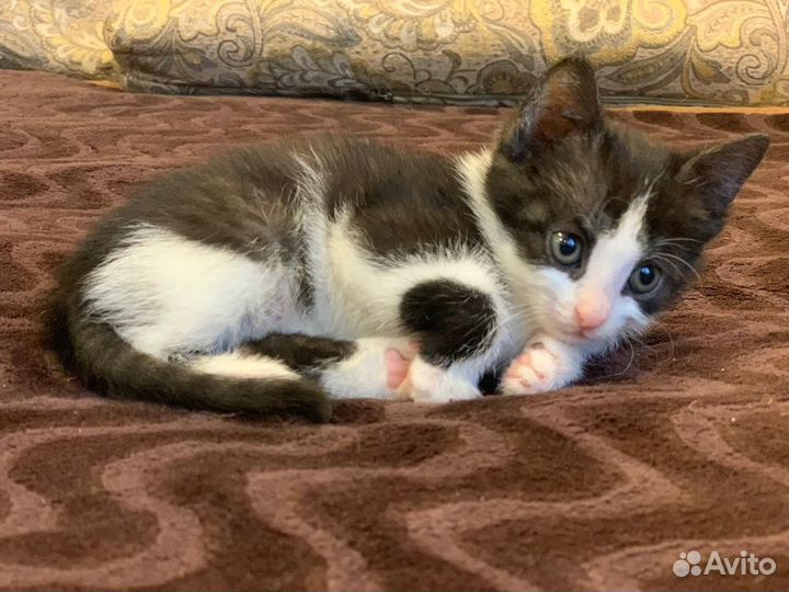 Котенок девочка в дар