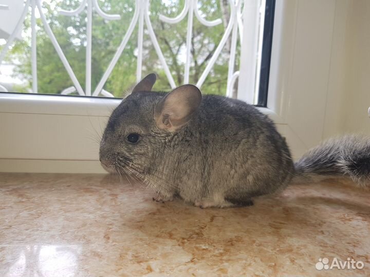 Продам шиншилл