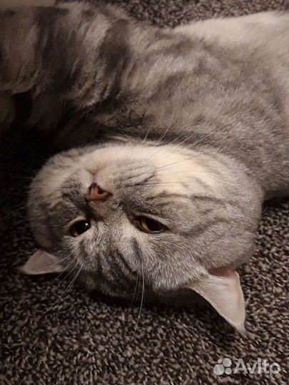 Вязка кошек