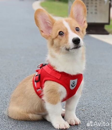 Товары для домашних животных