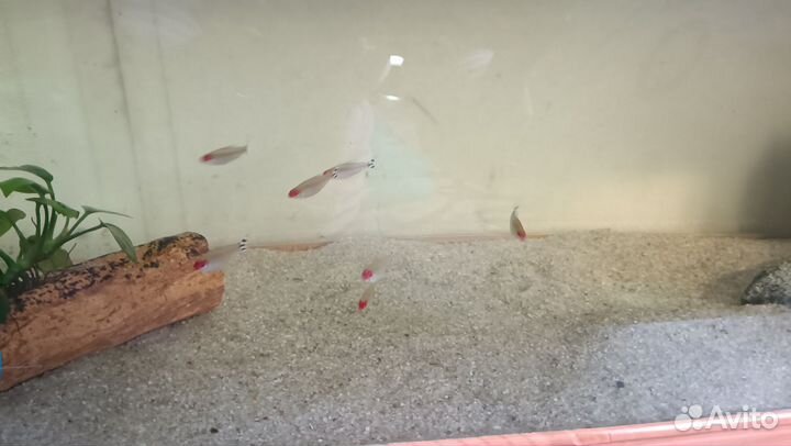 Родостомусы 7шт