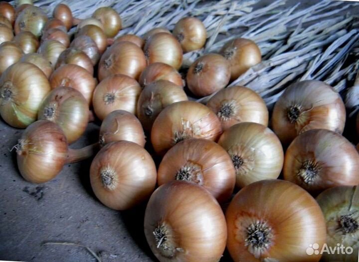 Лук можарский