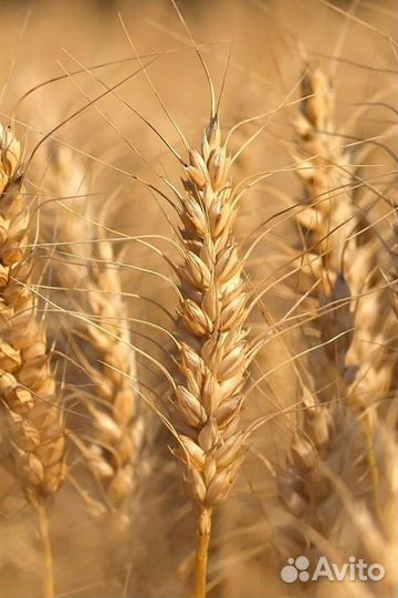 Пшеница, ячмень, овёс