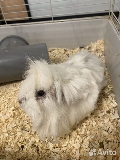 Продам две морские свинки с клеткой