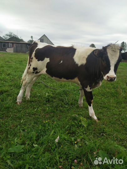 Продается тёлка