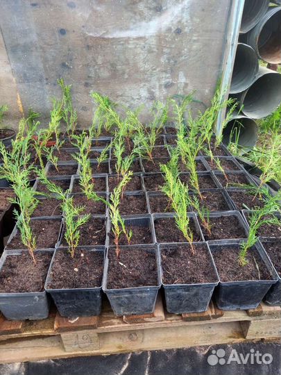 Туя Восточная (саженцы)