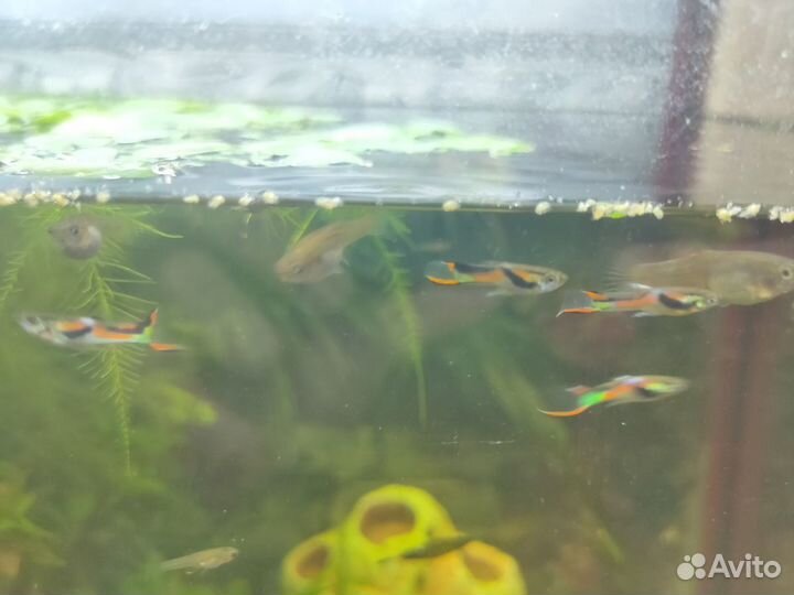 Гуппи эндлера венесуэльские