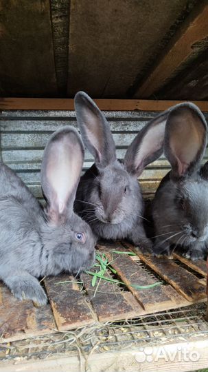 Кролики и голуби