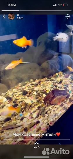 Аквариумные рыбки
