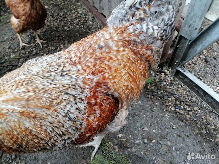 Молодые петухи