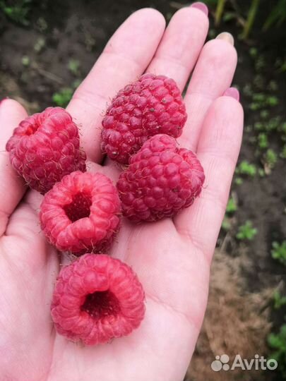 Саженцы ремонтантной малины