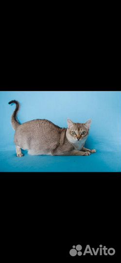 Сингапурский кот