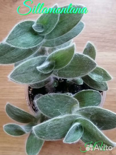 Традесканция