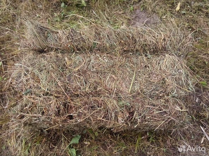 Продам сено