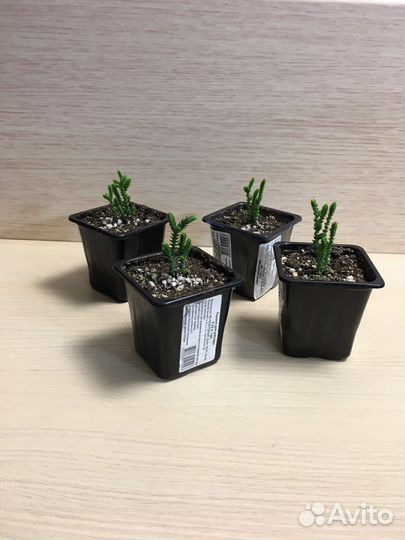 Укоренившиеся отростки, суккуленты